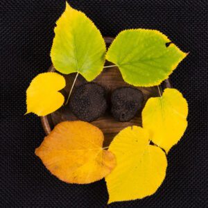 Black Autumn Truffle - Tuber Uncinatum Vittadini